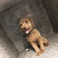 18年领养狗狗