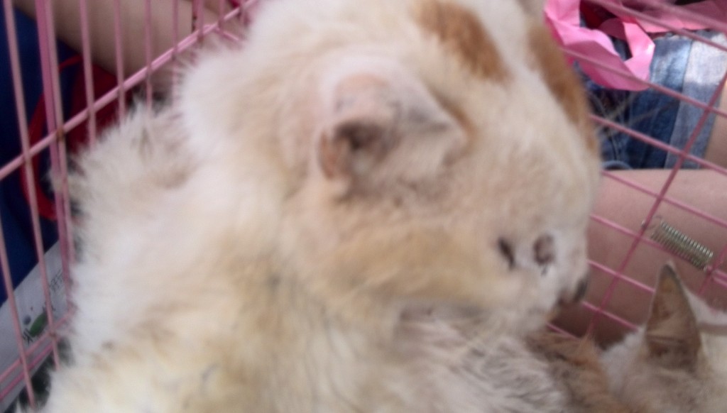 格式工厂猫12.jpg