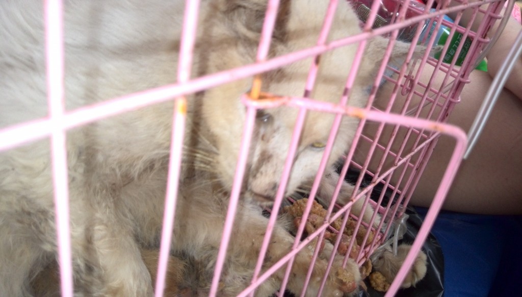 格式工厂猫2.jpg