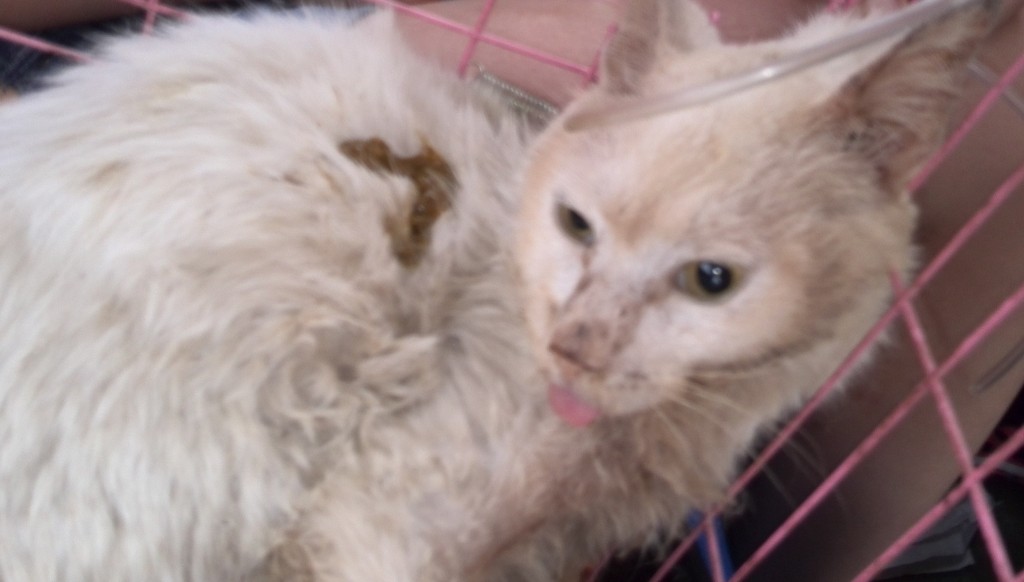 格式工厂猫11.jpg